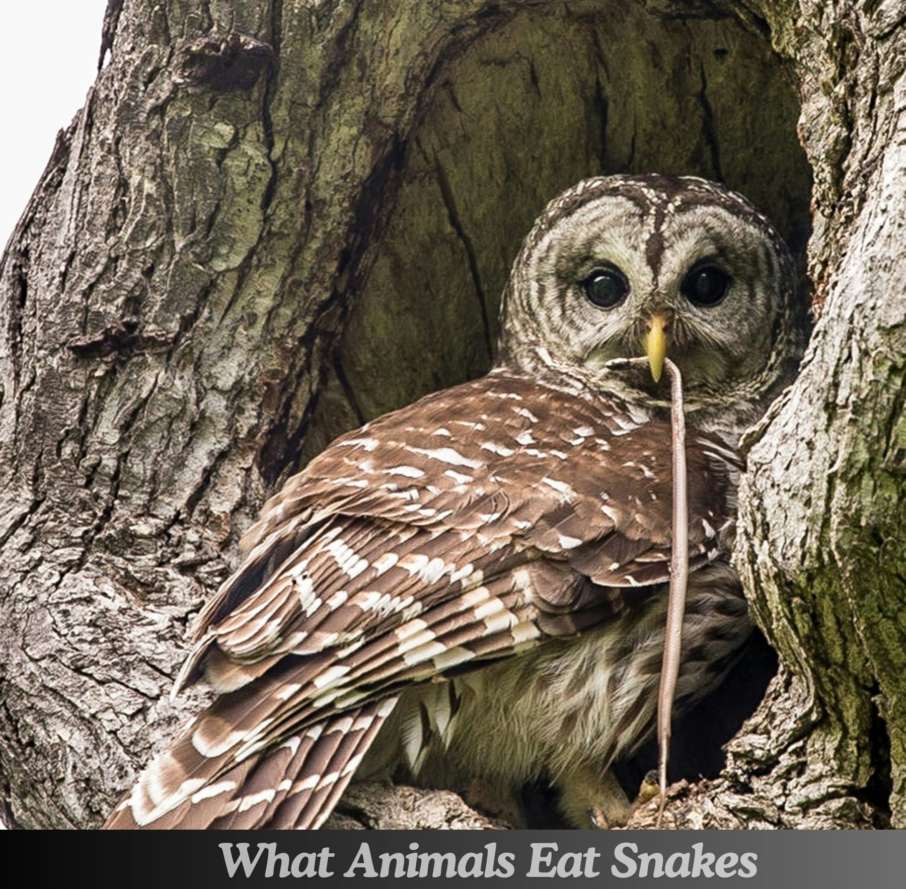 What Animals Eat Snakes