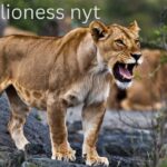 name that means lioness nyt